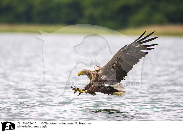 Seeadler / white-tailed sea eagle / FH-02415