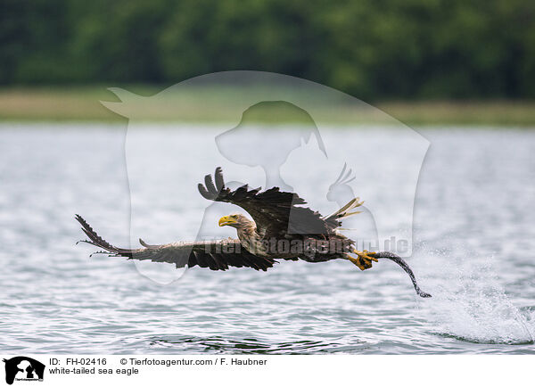 Seeadler / white-tailed sea eagle / FH-02416