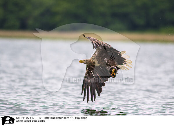 Seeadler / white-tailed sea eagle / FH-02417