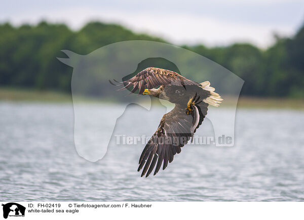 Seeadler / white-tailed sea eagle / FH-02419