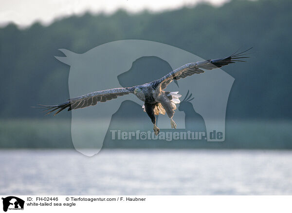 Seeadler / white-tailed sea eagle / FH-02446