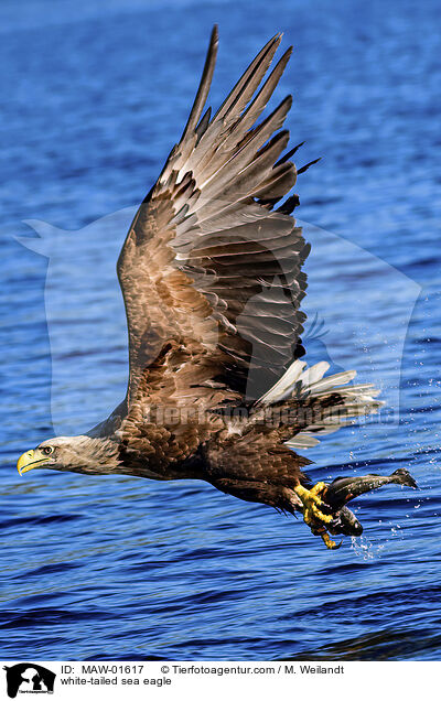 Seeadler / white-tailed sea eagle / MAW-01617