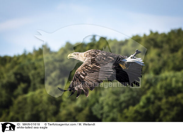 Seeadler / white-tailed sea eagle / MAW-01618