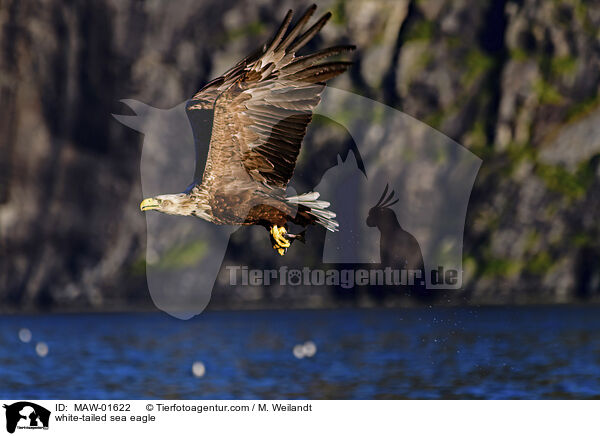 Seeadler / white-tailed sea eagle / MAW-01622