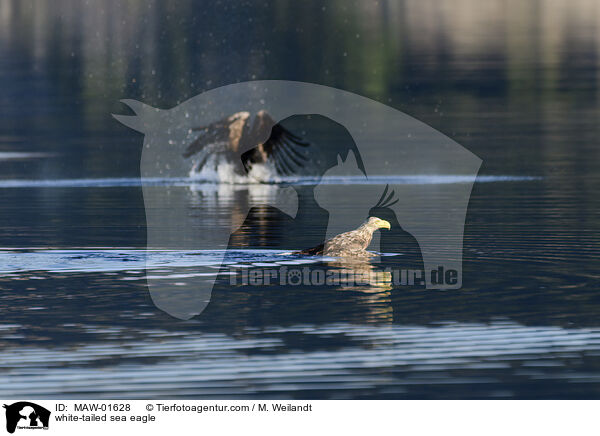 Seeadler / white-tailed sea eagle / MAW-01628