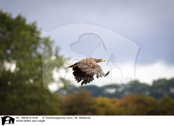 Seeadler / white-tailed sea eagle / MAW-01639