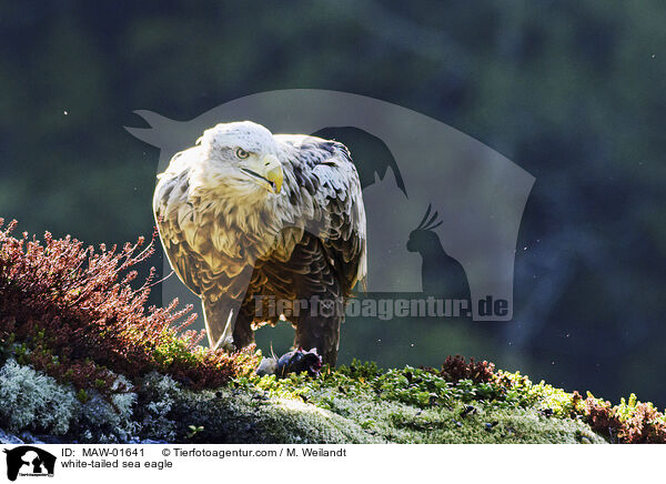 Seeadler / white-tailed sea eagle / MAW-01641