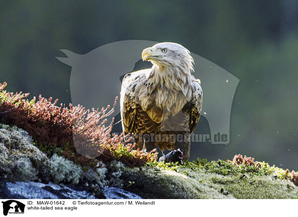 Seeadler / white-tailed sea eagle / MAW-01642