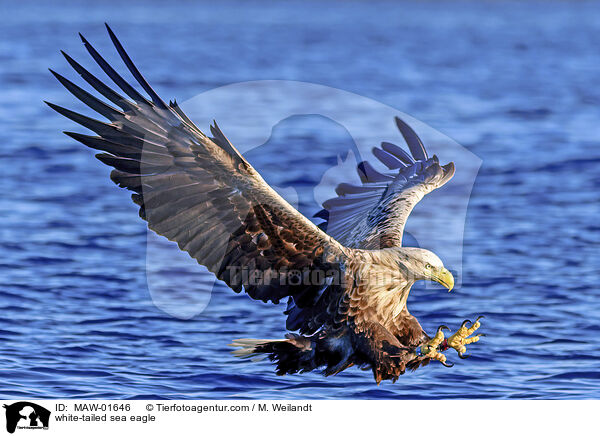 Seeadler / white-tailed sea eagle / MAW-01646