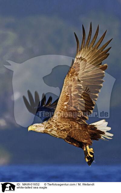 Seeadler / white-tailed sea eagle / MAW-01652