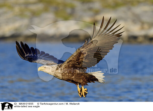 Seeadler / white-tailed sea eagle / MAW-01655