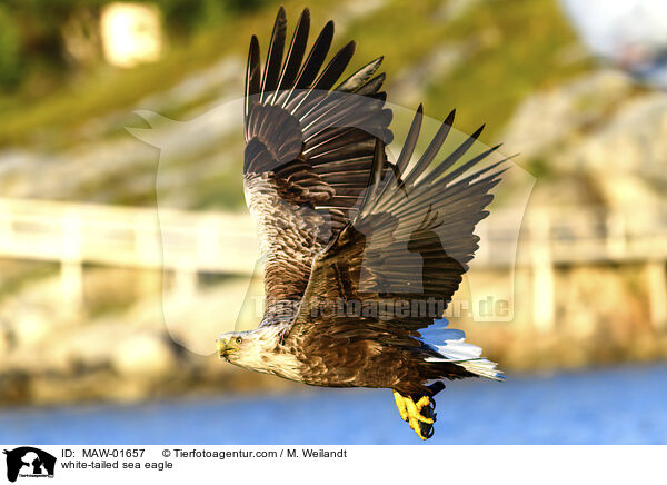 Seeadler / white-tailed sea eagle / MAW-01657