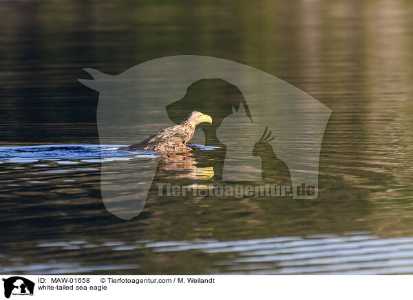 Seeadler / white-tailed sea eagle / MAW-01658