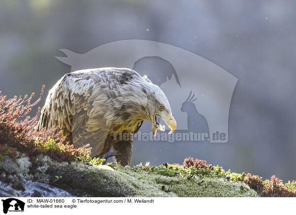 Seeadler / white-tailed sea eagle / MAW-01660