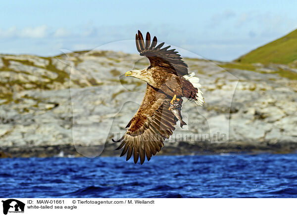 Seeadler / white-tailed sea eagle / MAW-01661