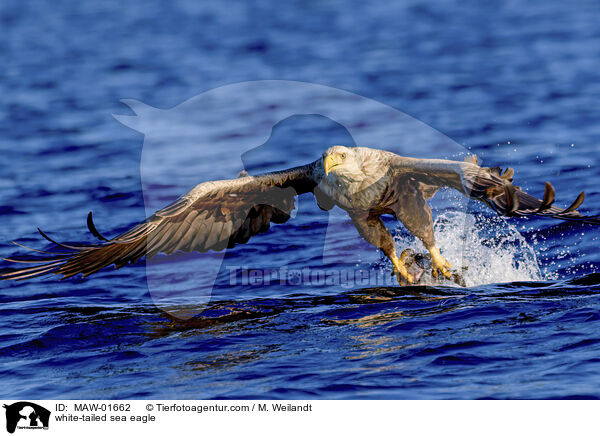 Seeadler / white-tailed sea eagle / MAW-01662