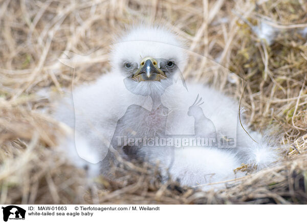 Seeadler Baby / white-tailed sea eagle baby / MAW-01663