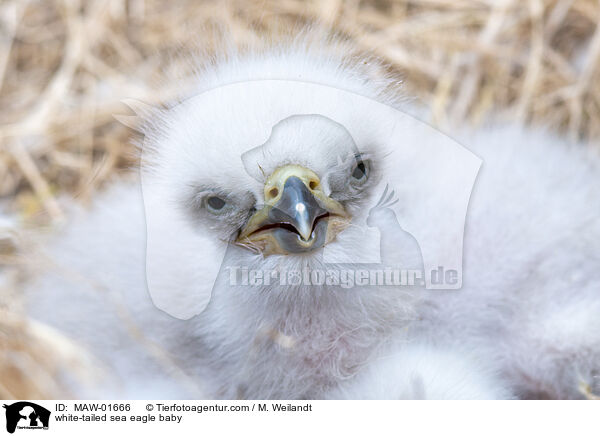 Seeadler Baby / white-tailed sea eagle baby / MAW-01666