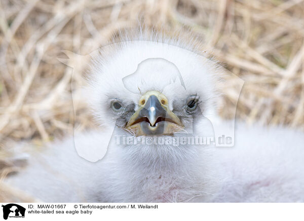 Seeadler Baby / white-tailed sea eagle baby / MAW-01667