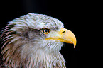 white-tailed sea eagle