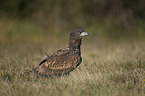 white-tailed sea eagle