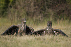 white-tailed sea eagles