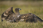 white-tailed sea eagle