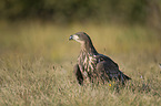 white-tailed sea eagle