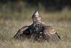 white-tailed sea eagle