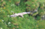 white-tailed sea eagle