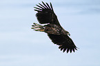 white-tailed sea eagle