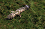 white-tailed sea eagle