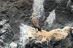 white-tailed sea eagle