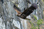 white-tailed sea eagle