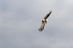 white-tailed sea eagle