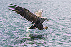 white-tailed sea eagle