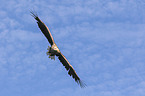 white-tailed sea eagle