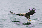 white-tailed sea eagle