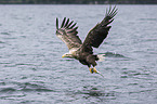 white-tailed sea eagle