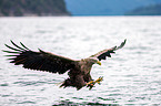 white-tailed sea eagle