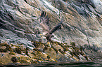 white-tailed sea eagle