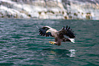 white-tailed sea eagle