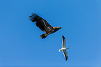 white-tailed sea eagle