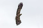 white-tailed sea eagle