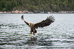 white-tailed sea eagle