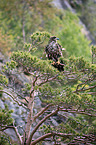 white-tailed sea eagle