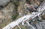 white-tailed sea eagle