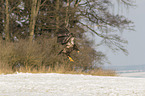flying white-tailed eagle