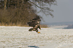 flying white-tailed eagle