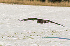 flying white-tailed eagle